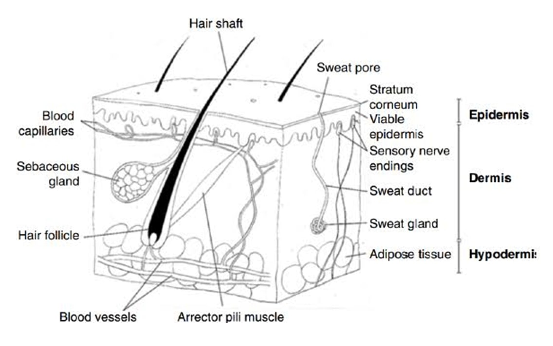 SKIN BASIC STRUCTURE AND FUNCTIONS OF SKIN